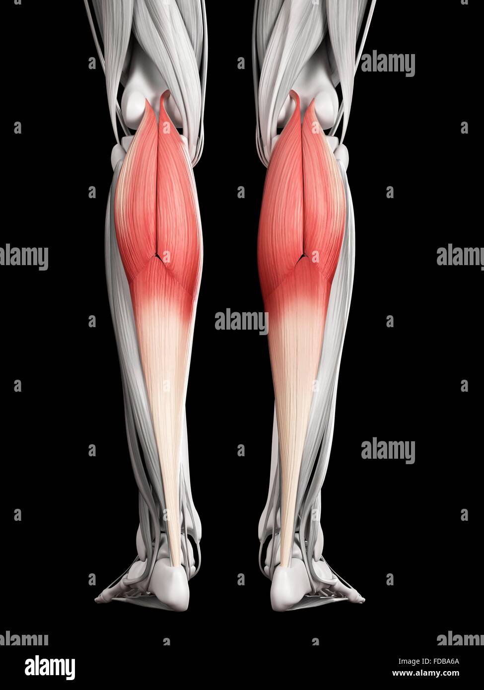 Menschliches Beinmuskeln (Gastrocnemius), Illustration. Stockfoto