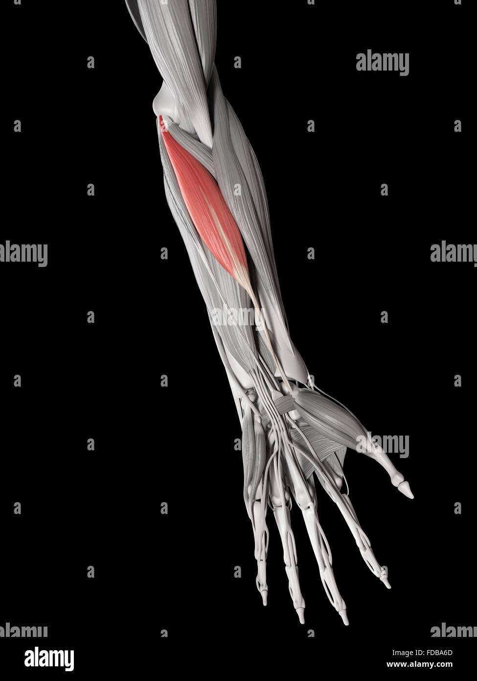 Menschlicher Armmuskeln (Flexor Carpi Radialis), Illustration. Stockfoto