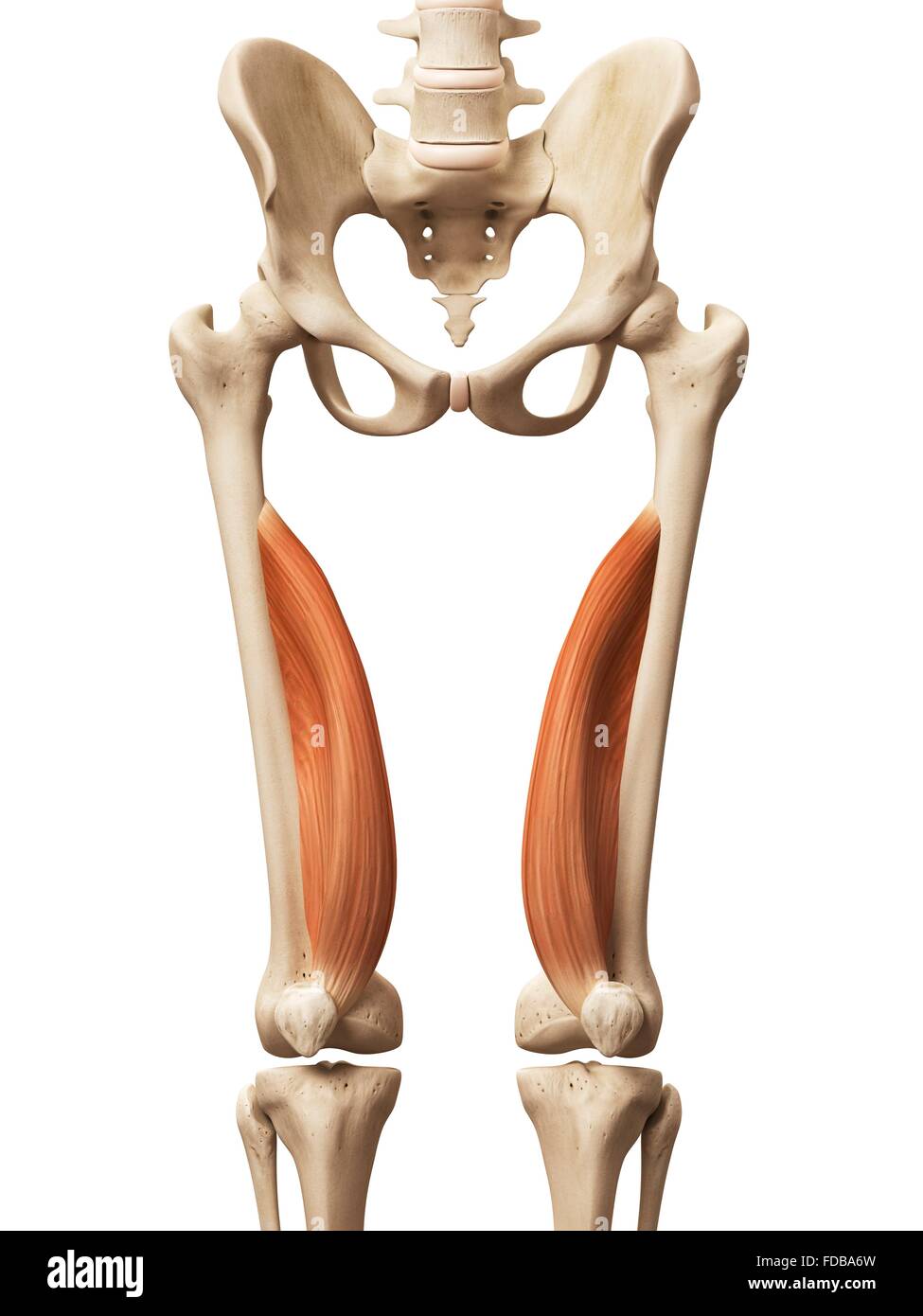 Menschliches Beinmuskeln (Vastus Medialis), Illustration. Stockfoto