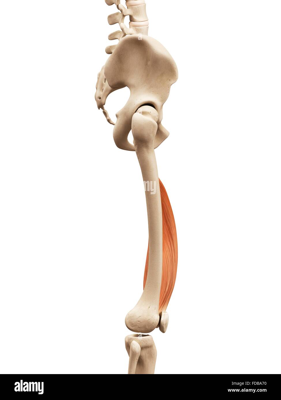 Menschliches Beinmuskeln (Vastus Medialis), Illustration. Stockfoto