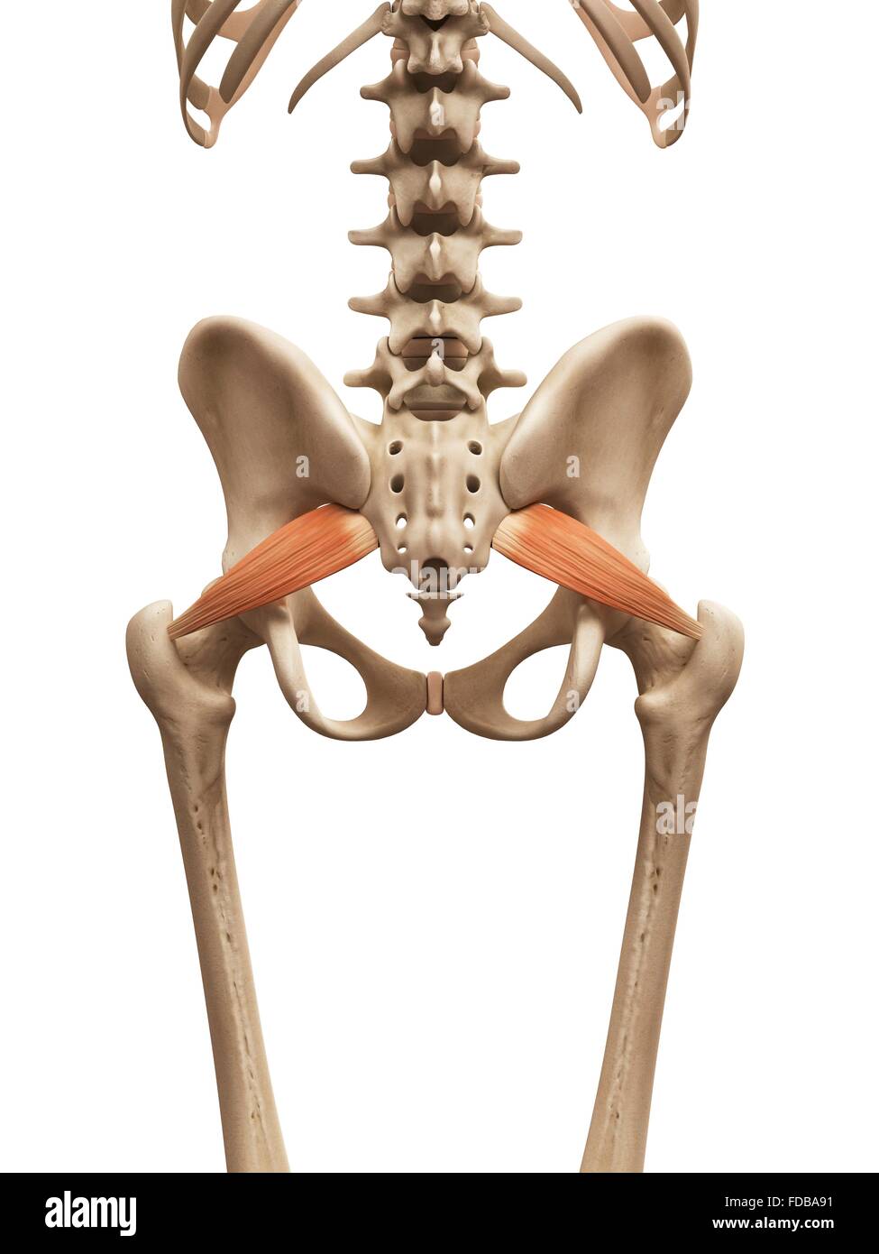 Menschliche Muskeln (Piriformis), Illustration Stockfotografie Alamy