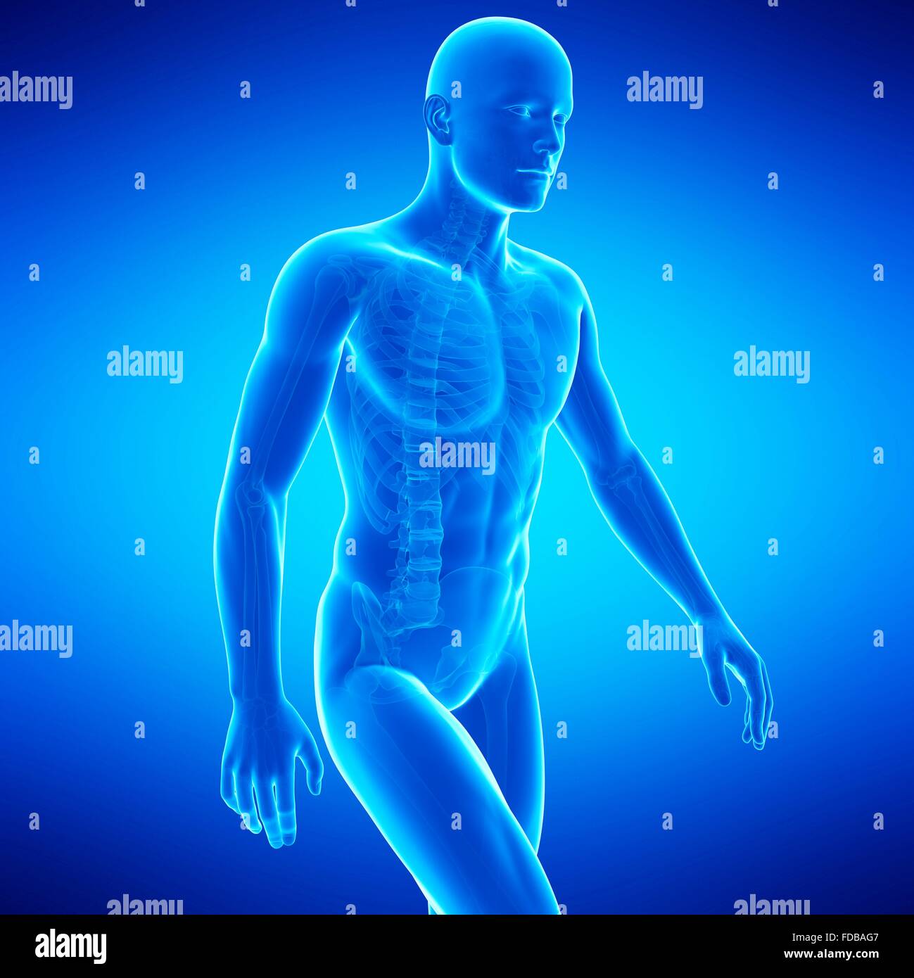 Menschliche Anatomie, Abbildung. Stockfoto