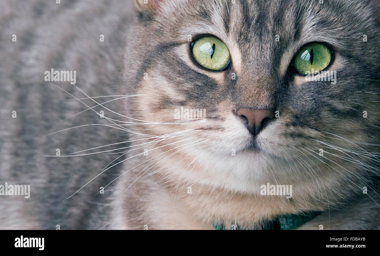 Silber Tabby Kitty Stockfoto