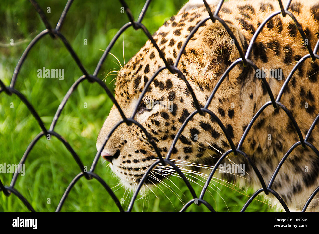 Wild Animal Zoo Tiger niemand Stockfoto