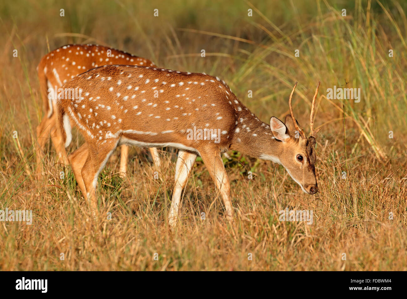 Ein junger Mann entdeckt, Hirsch oder chital (Axis Axis), Kanha Nationalpark, Indien Stockfoto