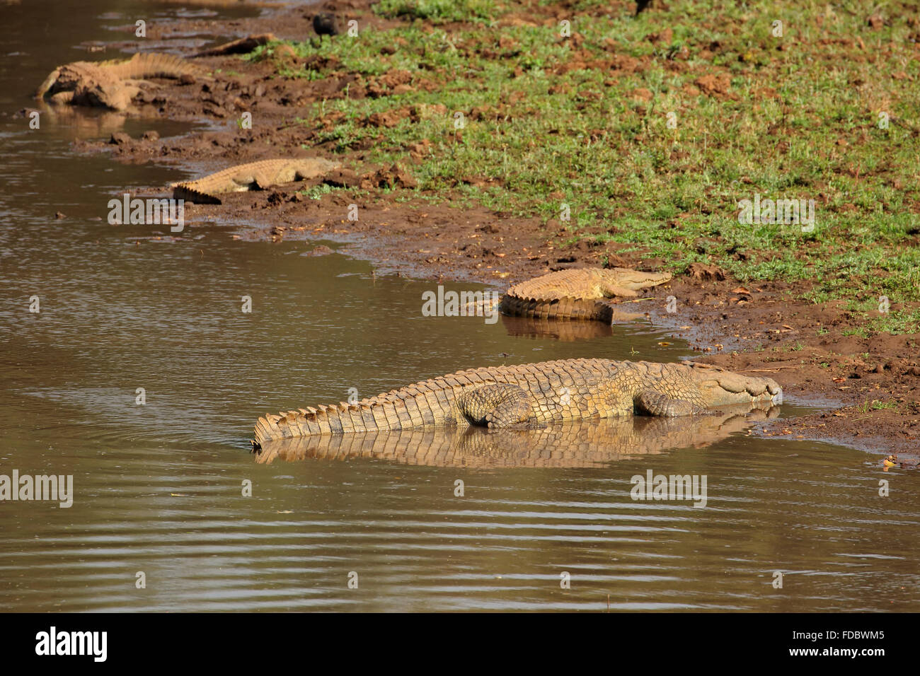 Nilkrokodile (Crocodylus Niloticus) Aalen, Krüger Nationalpark, Südafrika Stockfoto