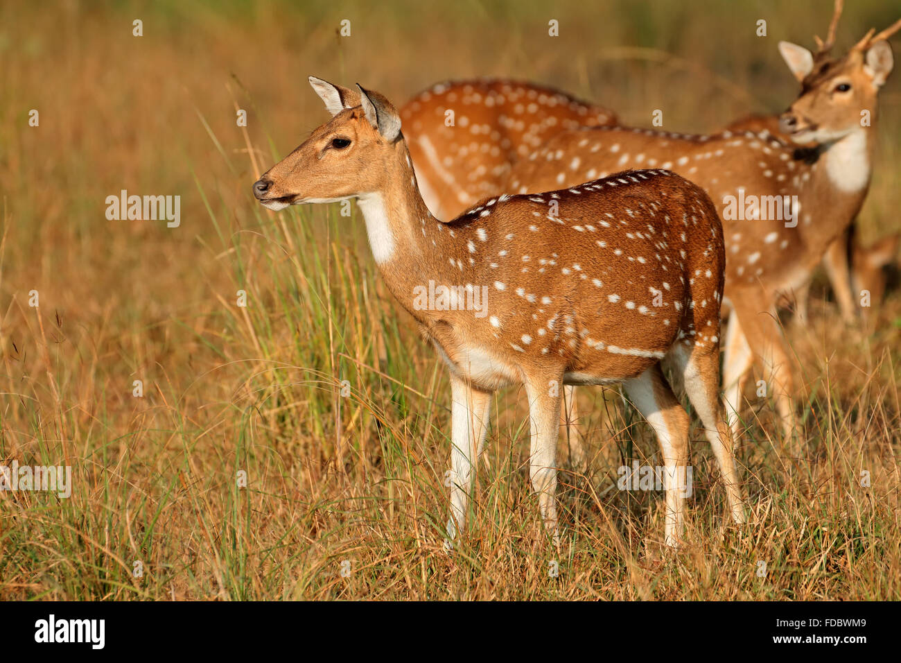 Gefleckte Rehe oder Chitals (Achse-Achse) im natürlichen Lebensraum, Kanha Nationalpark, Indien Stockfoto