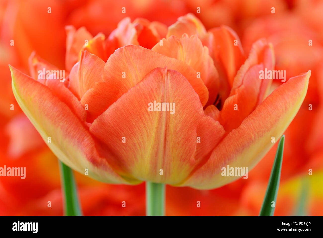 Tulipa 'Monte Orange' Tulip April Stockfoto