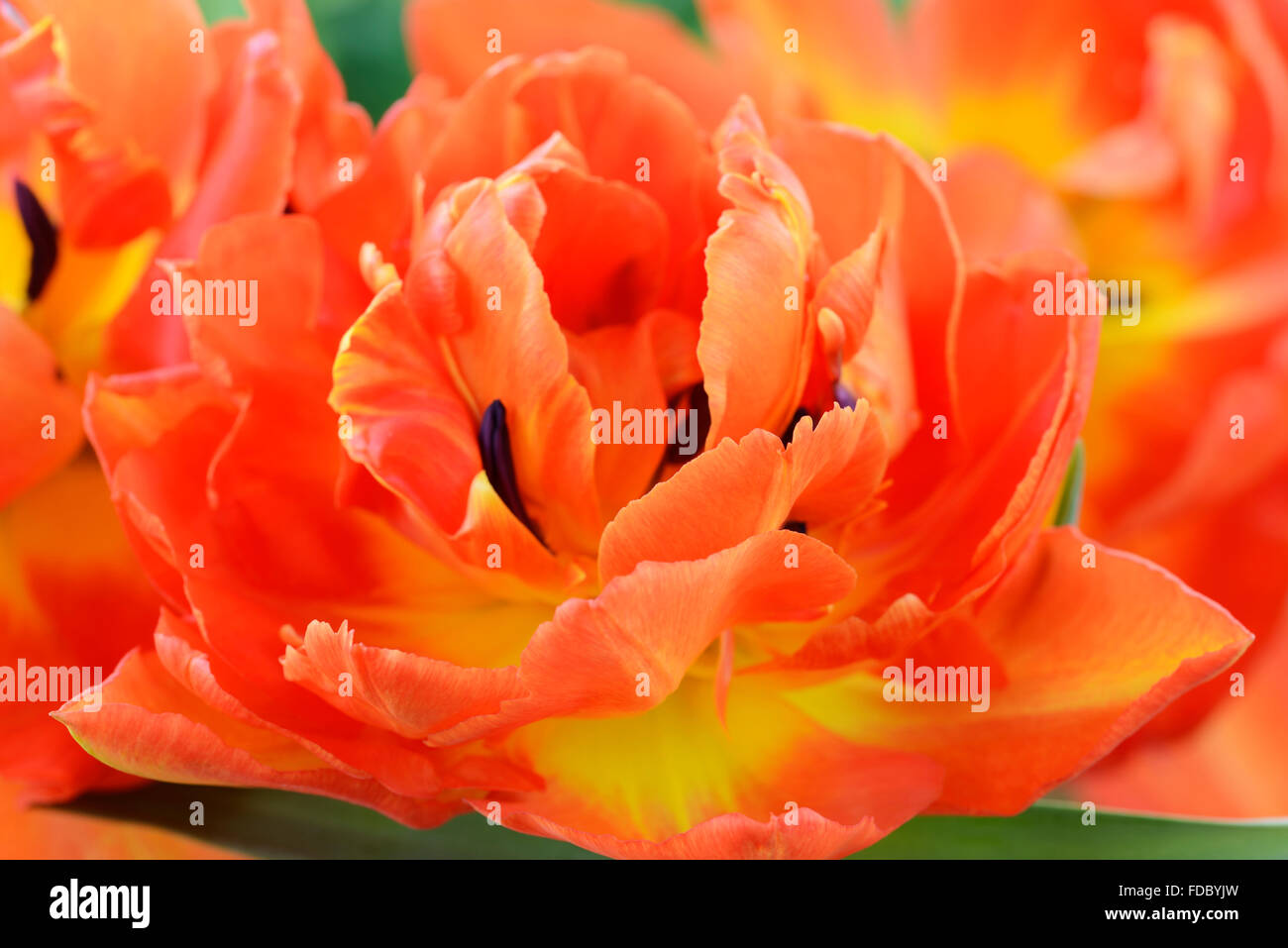 Tulipa 'Monte Orange' Tulip April Stockfoto