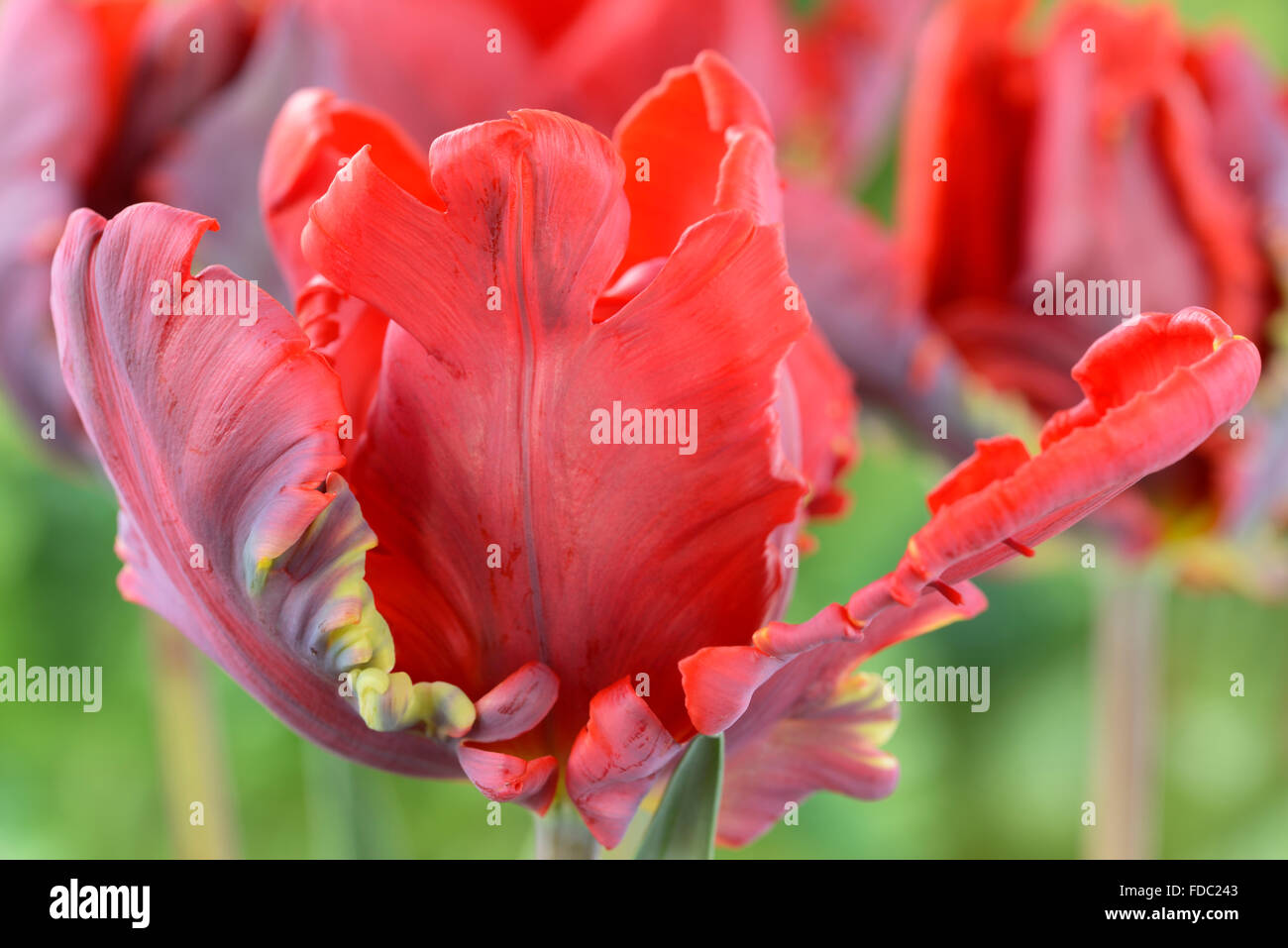 Tulipa 'Blumex Favorit' Tulip Papagei Gruppe April Stockfoto