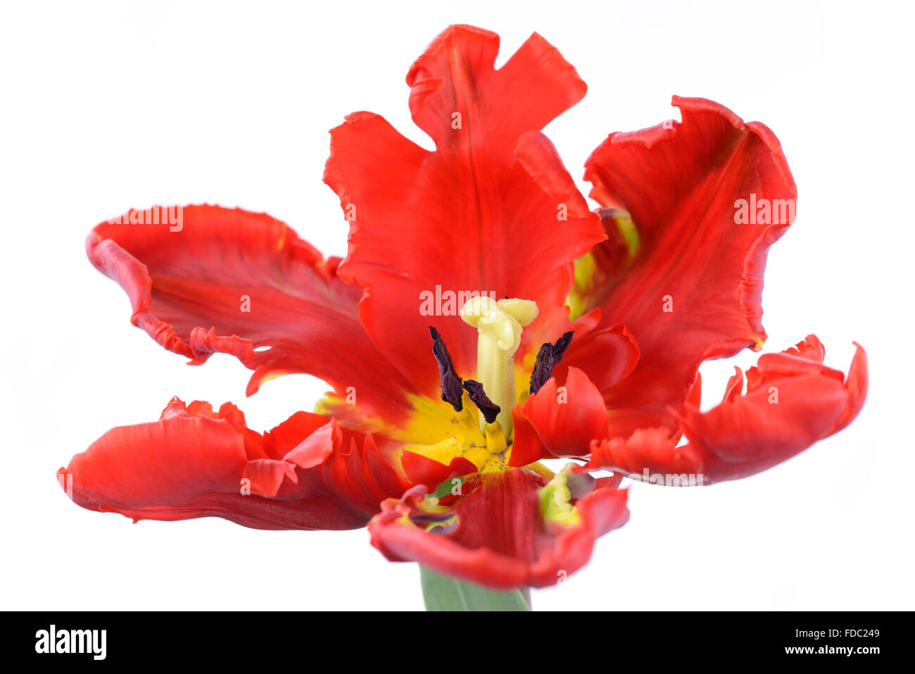 Tulipa 'Blumex Favorit' Tulip Papagei Gruppe April Stockfoto