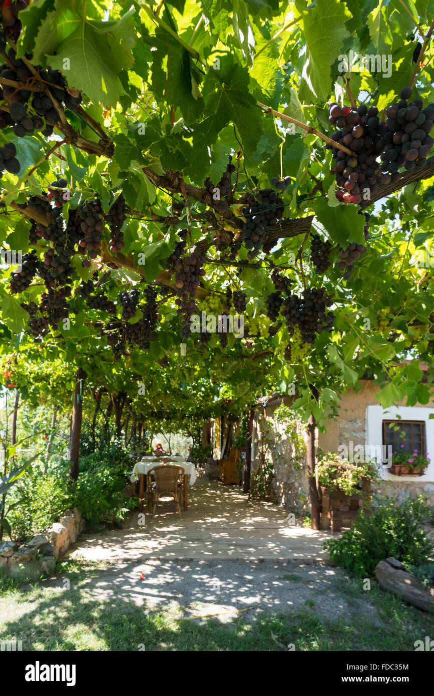 Sitzen unter Reben und Trauben in der Agrotourismus Bar Oasi Degli Infreshi an der mediterranen Küste, Cilento, Kampanien, Italien Stockfoto