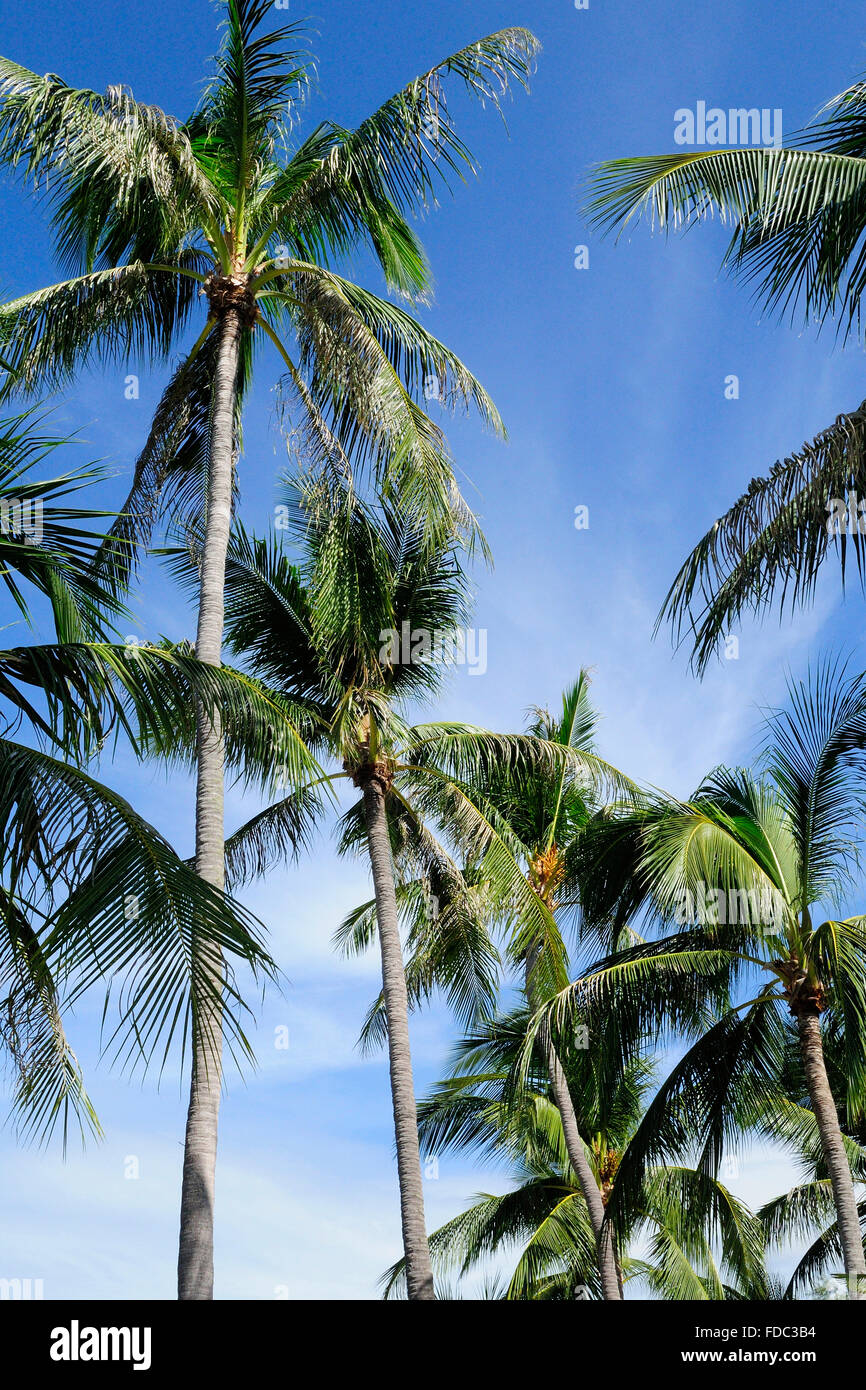 Kokosnuss-Palmen mit blauen Himmel und weiße Wolken, Koh Samui Insel, Provinz Surat Thani, Thailand, Südostasien Stockfoto