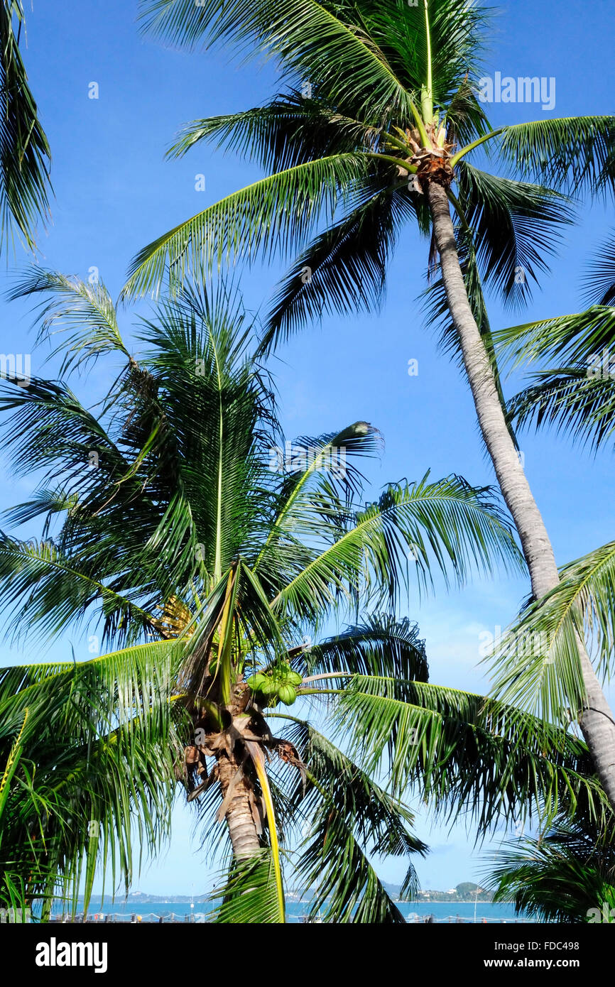 Kokosnuss-Palmen mit blauen Himmel und weiße Wolken, Koh Samui Insel, Provinz Surat Thani, Thailand, Südostasien Stockfoto