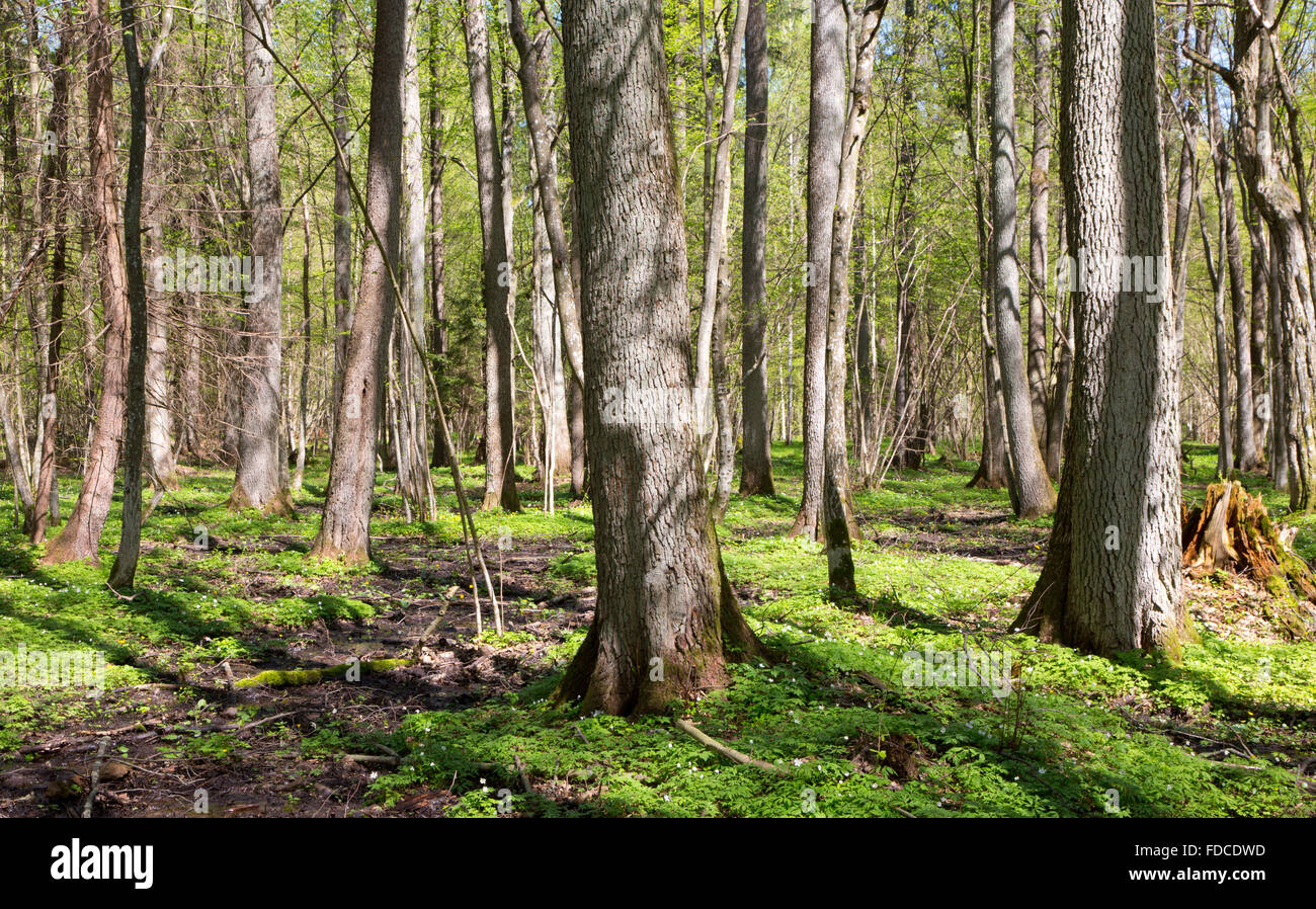 Anliegerstaaten Stand von Białowieża Wald mit blühenden Anemonen in Sonne, Wald von Białowieża, Polen, Europa Stockfoto