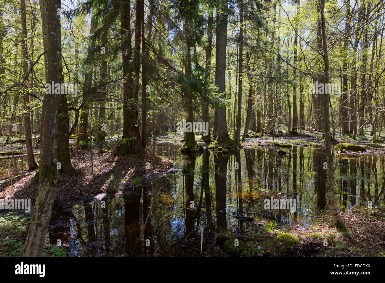 Anliegerstaaten Stand von Białowieża Wald mit Wasser in der Sonne, Wald von Białowieża, Polen, Europa Stockfoto