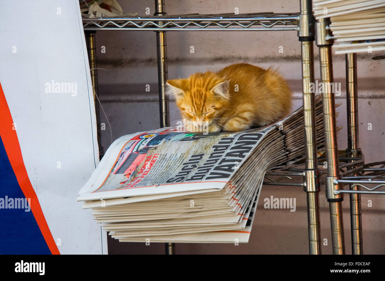 ISTANBUL, Türkei - SEPT 9: Süße Katze auf die Zeitungen an einem Zeitungskiosk am 9. September 2009 in Istanbul, Türkei Stockfoto