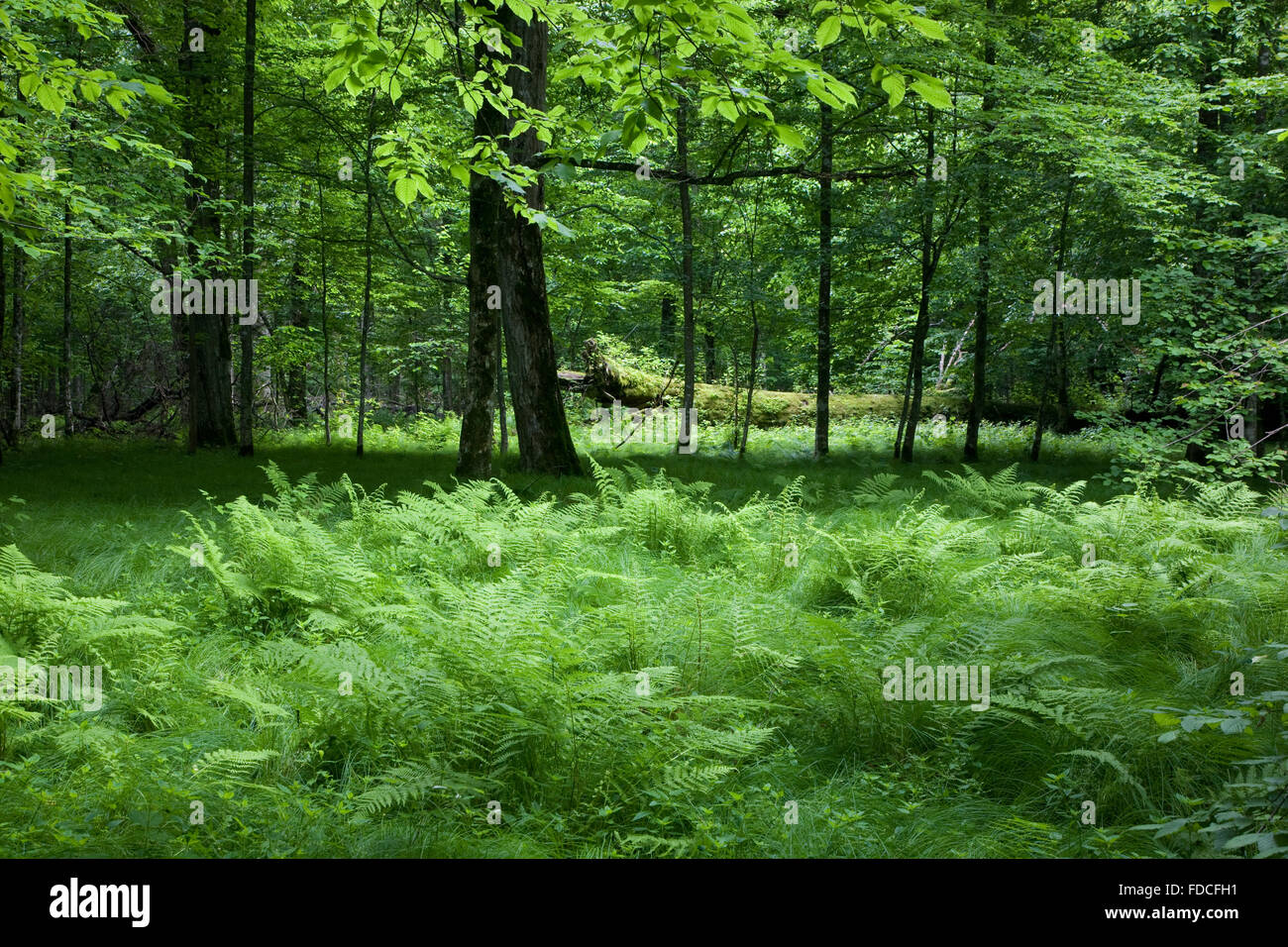 Schattige Laub-Stand von Białowieża Wald im Frühling mit frischem Gras- und Farne, Białowieża Wald, Polen, Europa Stockfoto