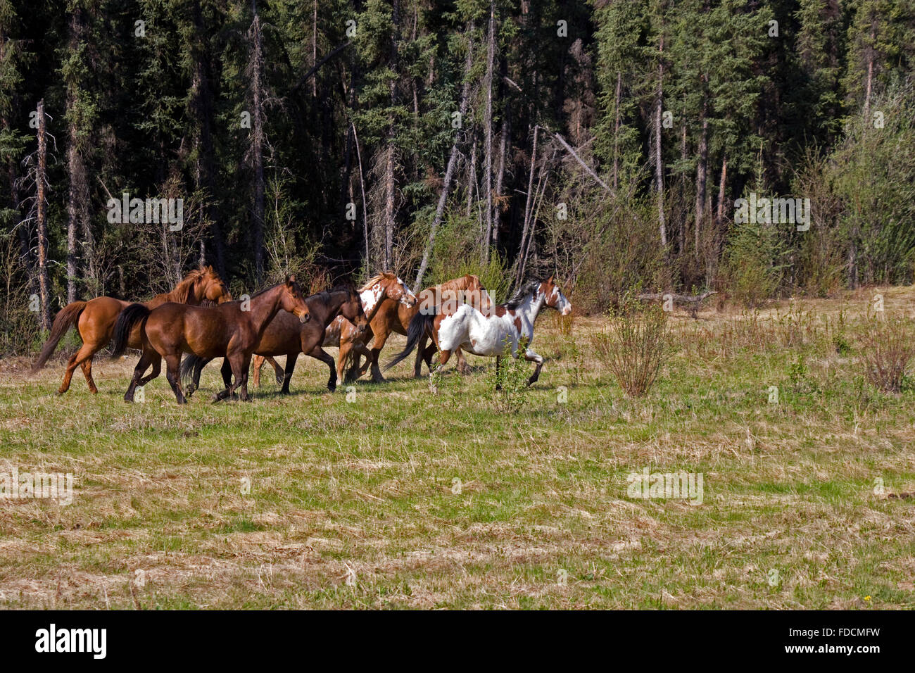 Wildpferde in das Yukon-Territorium Kanadas ausgeführt.  Aufgenommen im Mai diese Pferde wurden in voll galoppieren, als fotografiert. Stockfoto