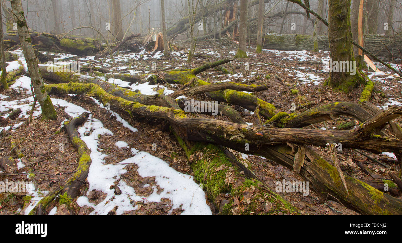 Moos eingewickelt Baumteile gegen Schneeschmelze im Frühjahr, Białowieża Wald, Polen, Europa Stockfoto