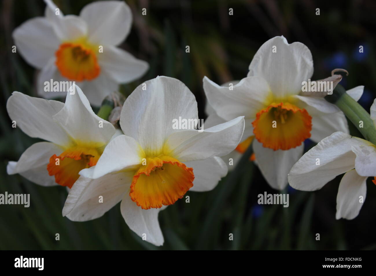 Osterglocken Blumen in einem Garten in Bonn, Deutschland Stockfoto