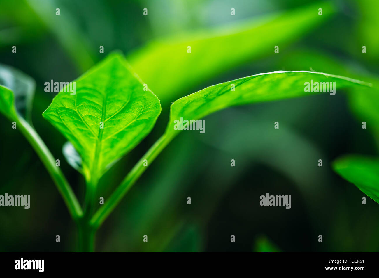 Grüne Spross mit Blatt, Blätter wachsen. Frühling-Konzept des neuen Lebens Stockfoto