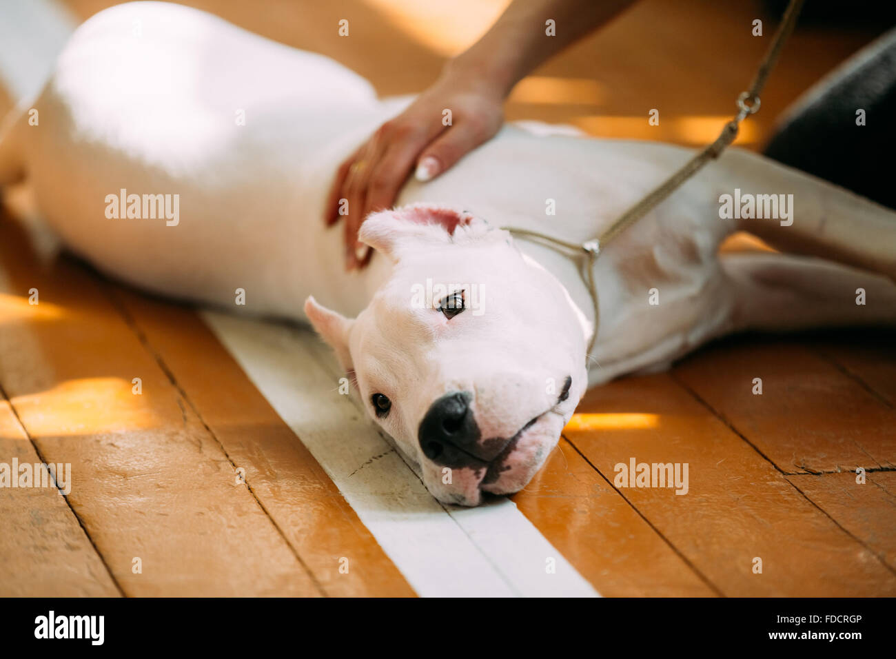 Der Dogo Argentino ist auch bekannt als die Argentinische Dogge eine große, weiße, muskulöser Hund, die vor allem in Argentinien entwickelt wurde Stockfoto