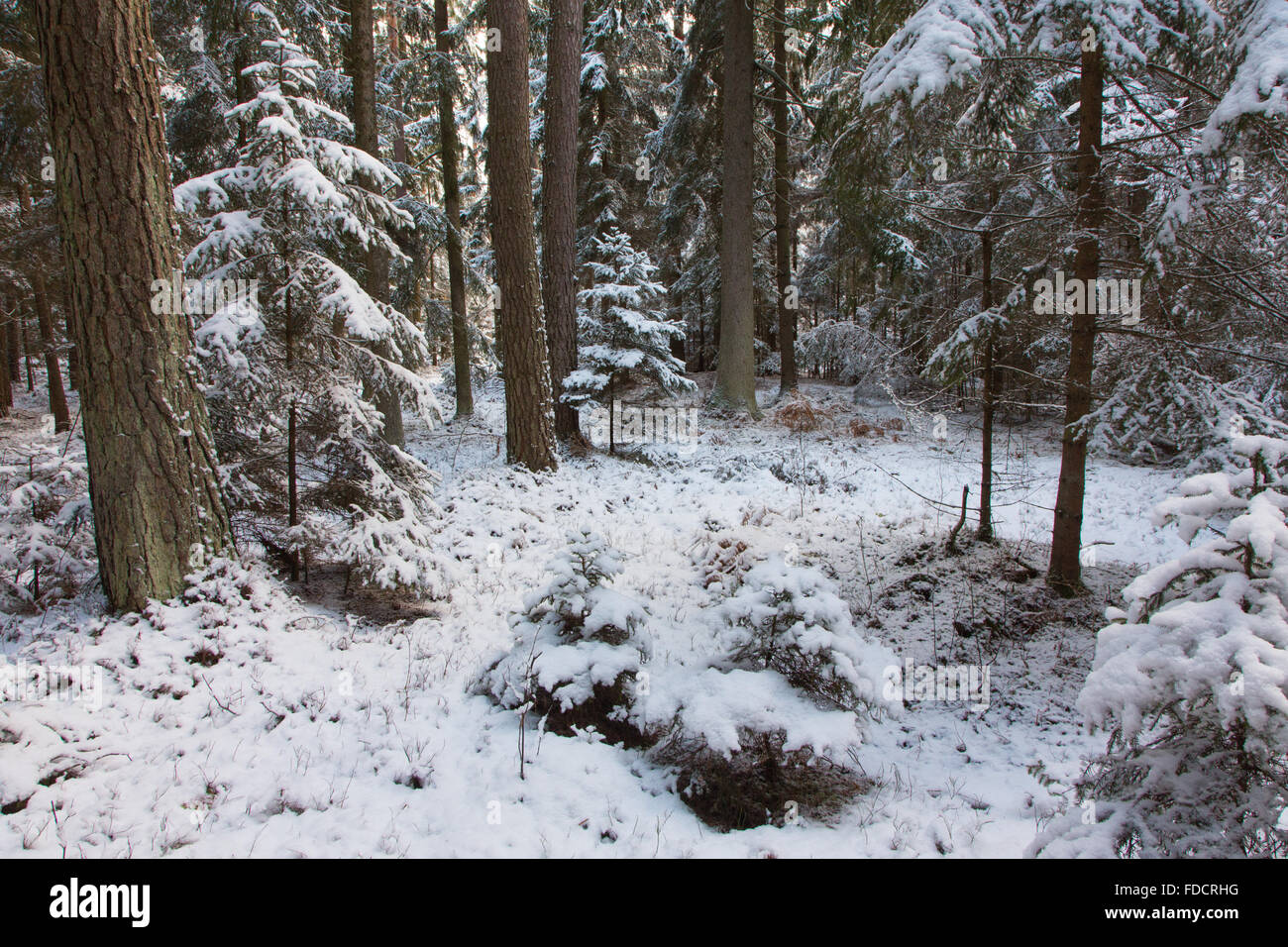 Winterlandschaft des natürlichen Waldes mit Pinien Bäumen Trunks und Fichten, Białowieża Wald, Polen, Europa Stockfoto