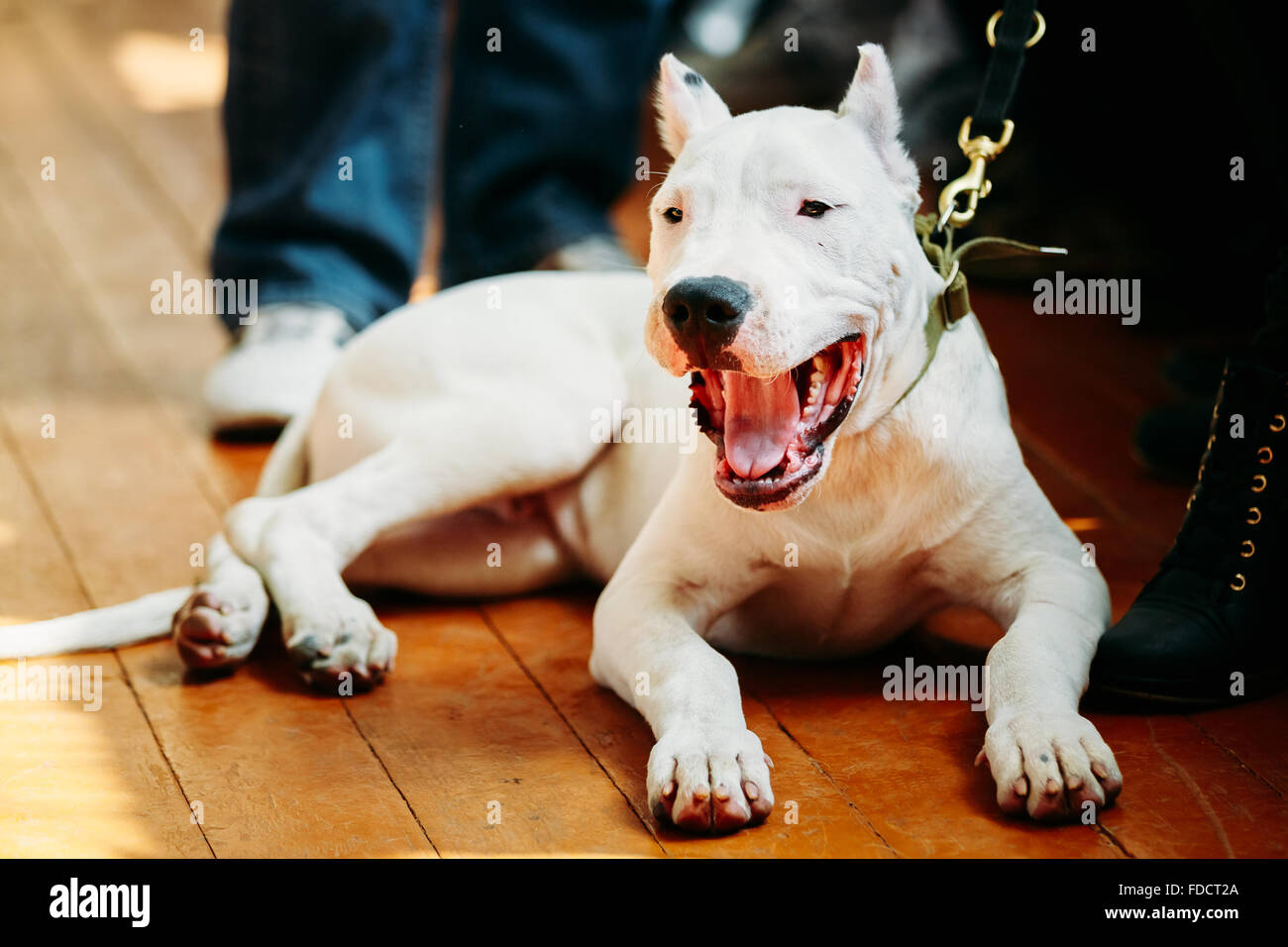 Weiße Welpen Hund der Dogo Argentino auch bekannt als die Argentinische Dogge ist eine große, weiße, muskulöser Hund, die in Arge entwickelt wurde Stockfoto