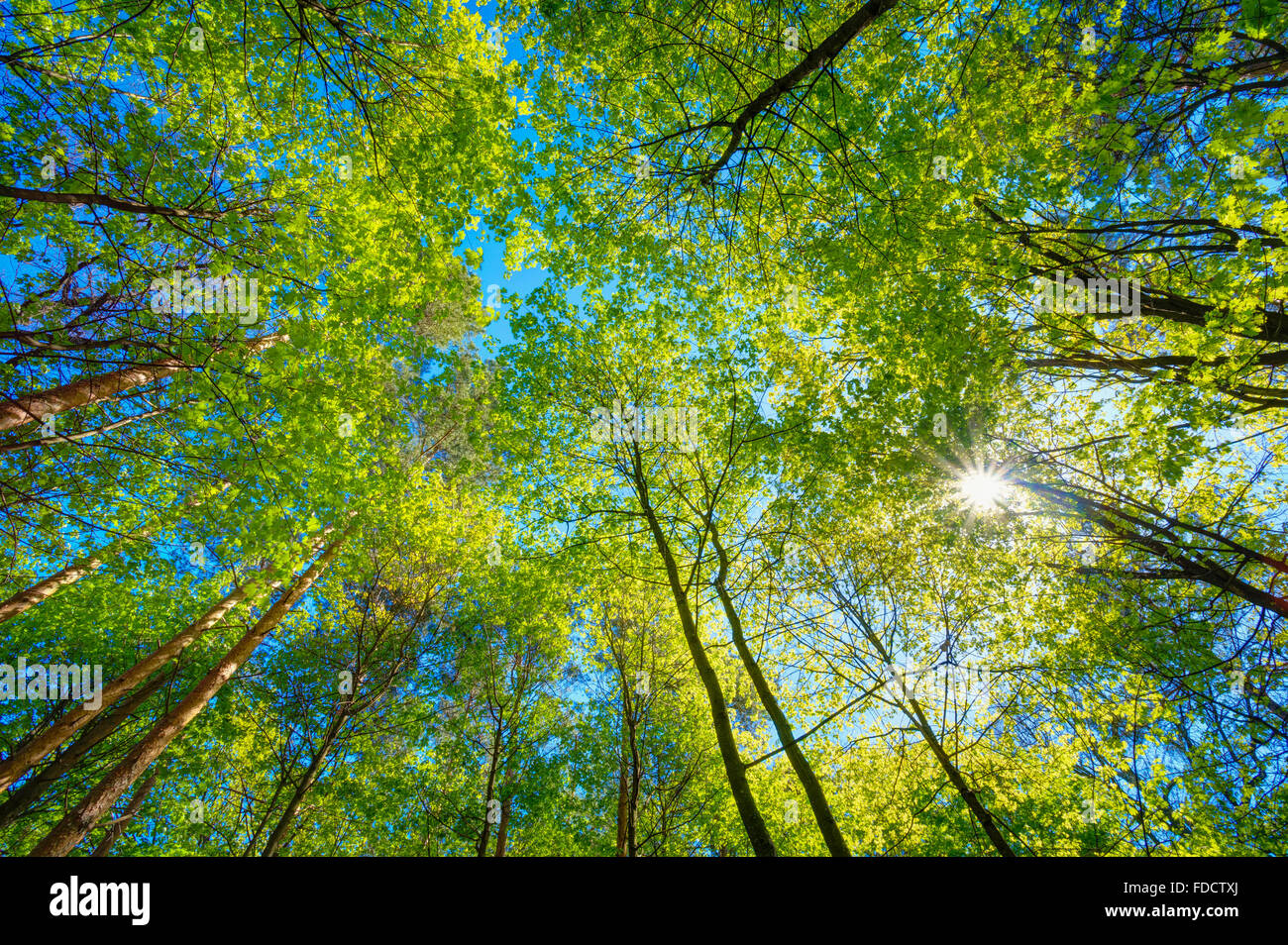 Frühling Sommersonne durch das Blätterdach der Bäume. Sonnenlicht im Laubwald, Sommer-Natur. Oberen Äste eines Baumes. Low Stockfoto