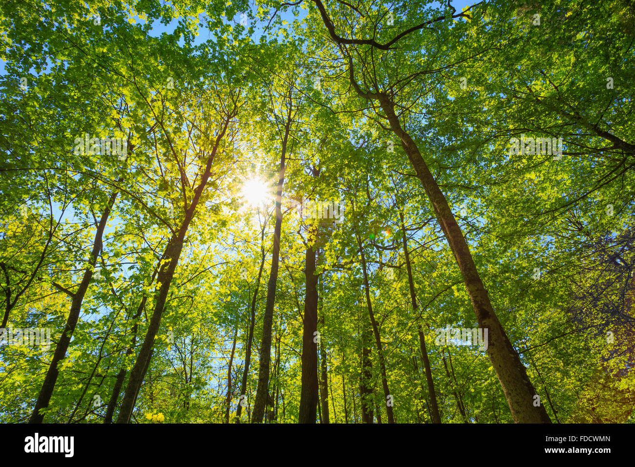 Frühling, Sonne durch das Blätterdach der Bäume. Oberen Äste eines Baumes. Sonnenlicht durch grüne Baumkrone - Low Angle View. Stockfoto