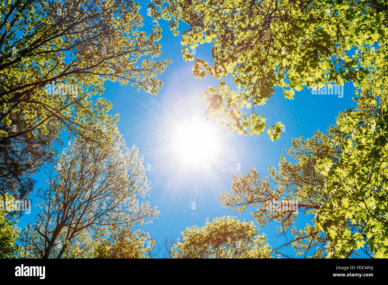 Frühling Sommersonne durch das Blätterdach der Bäume. Sonnenlicht im Laubwald, Sommer-Natur, sonnigen Tag. Oberen Ästen O Stockfoto