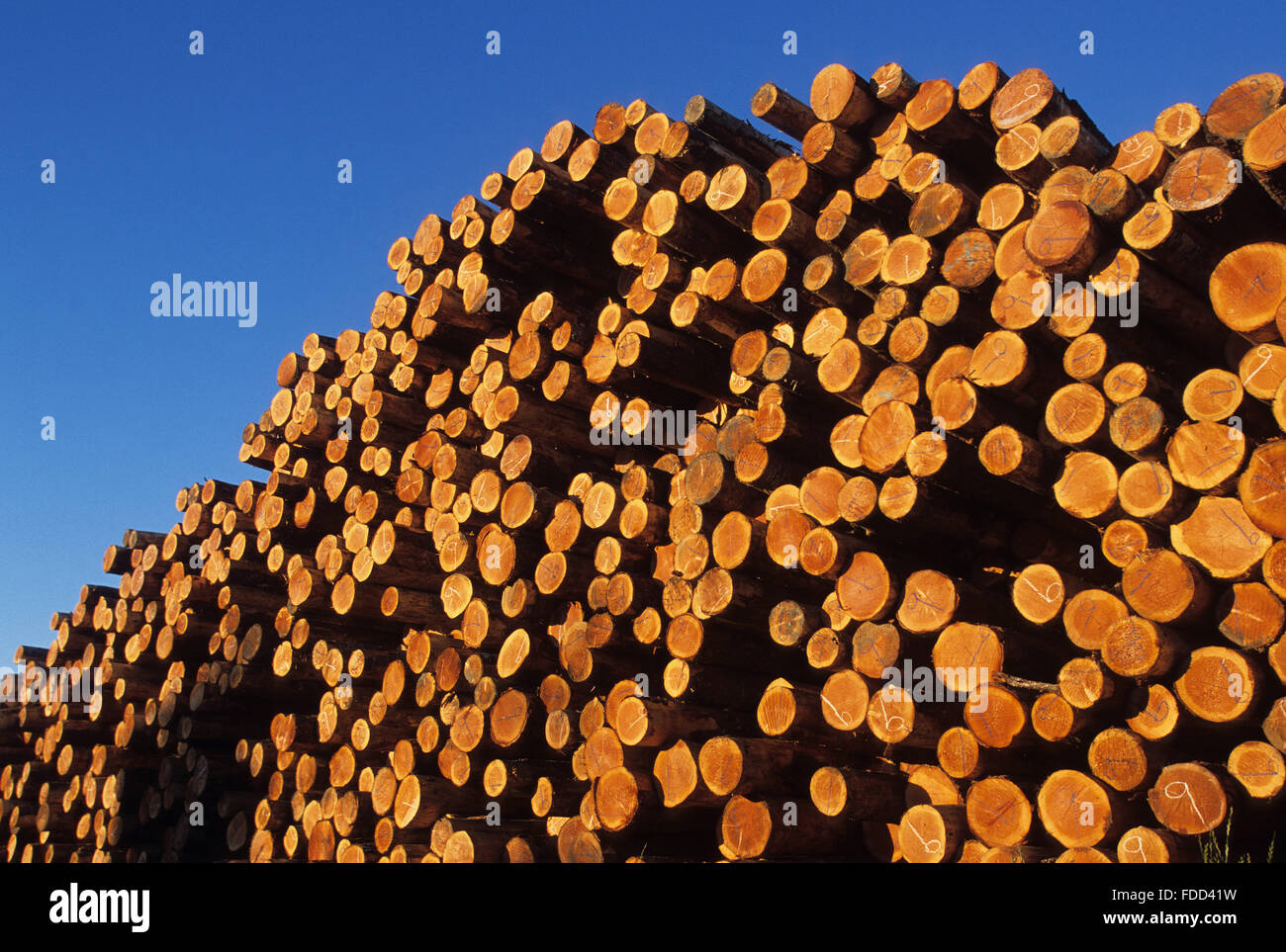 Holz North Bend, Oregon USA Stockfoto