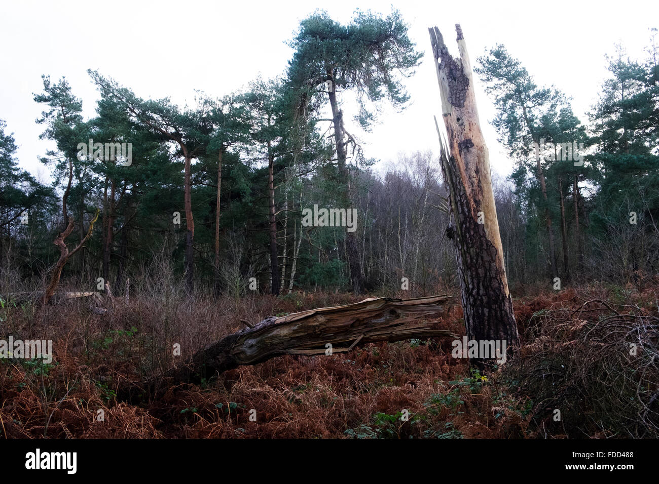 Sturm beschädigt Bäume Sutton Heath Suffolk UK Stockfoto