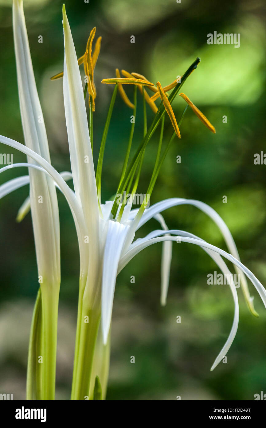Spider Lily. Schönheit In der Natur. Stockfoto