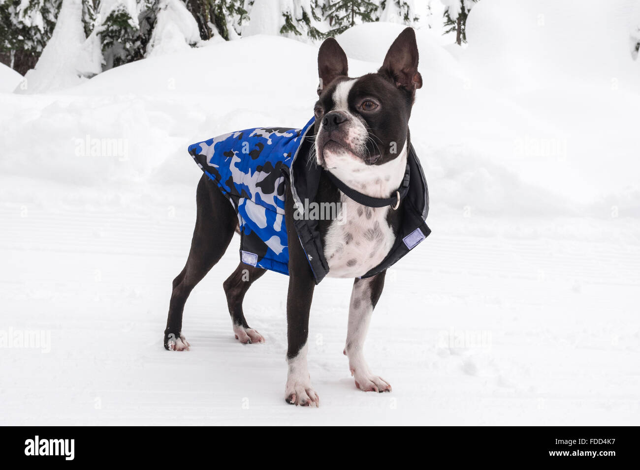 Boston Terrier trägt Mantel im Gebirge Snow Stockfoto