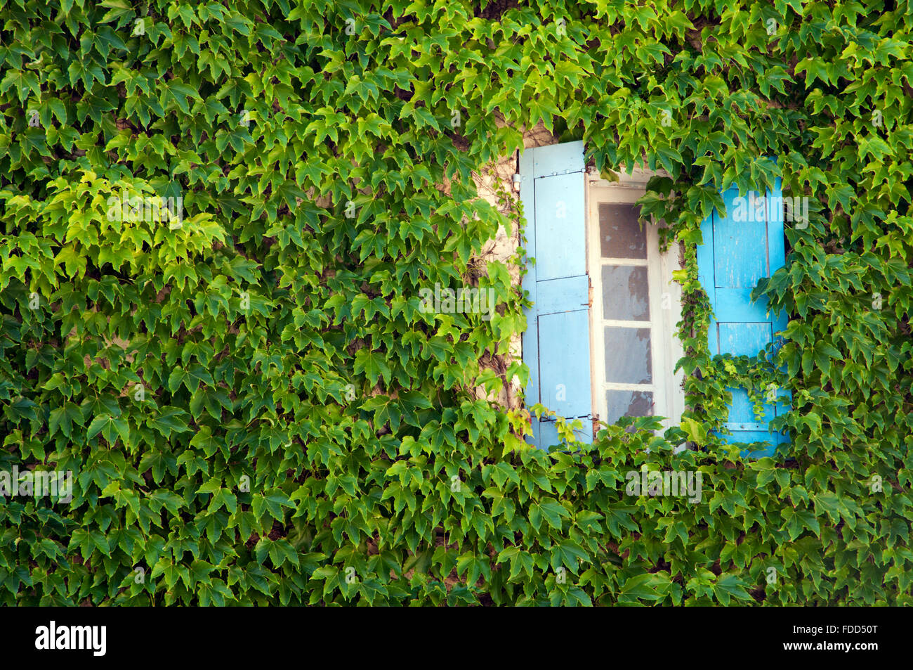 Gebäude, bewachsen mit wilden Reben und blauen Fensterläden Fenster Provence Frankreich Europa Stockfoto