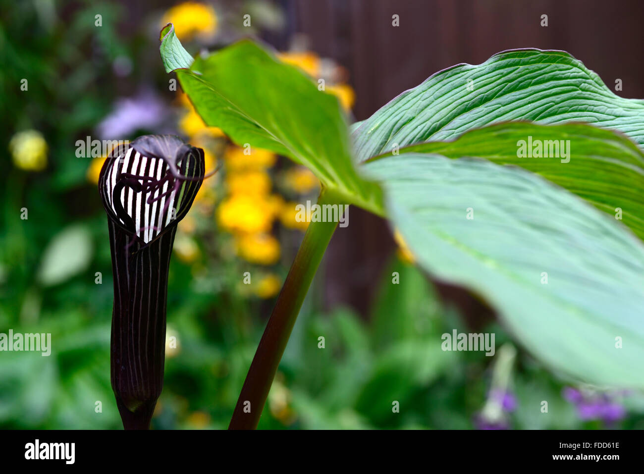 Arisaema Costatum Kobra Lilie Aroid lila braun weiss Streifen Spatha langen Blütenständen exotische Blume Blumen Blüte floral RM Stockfoto