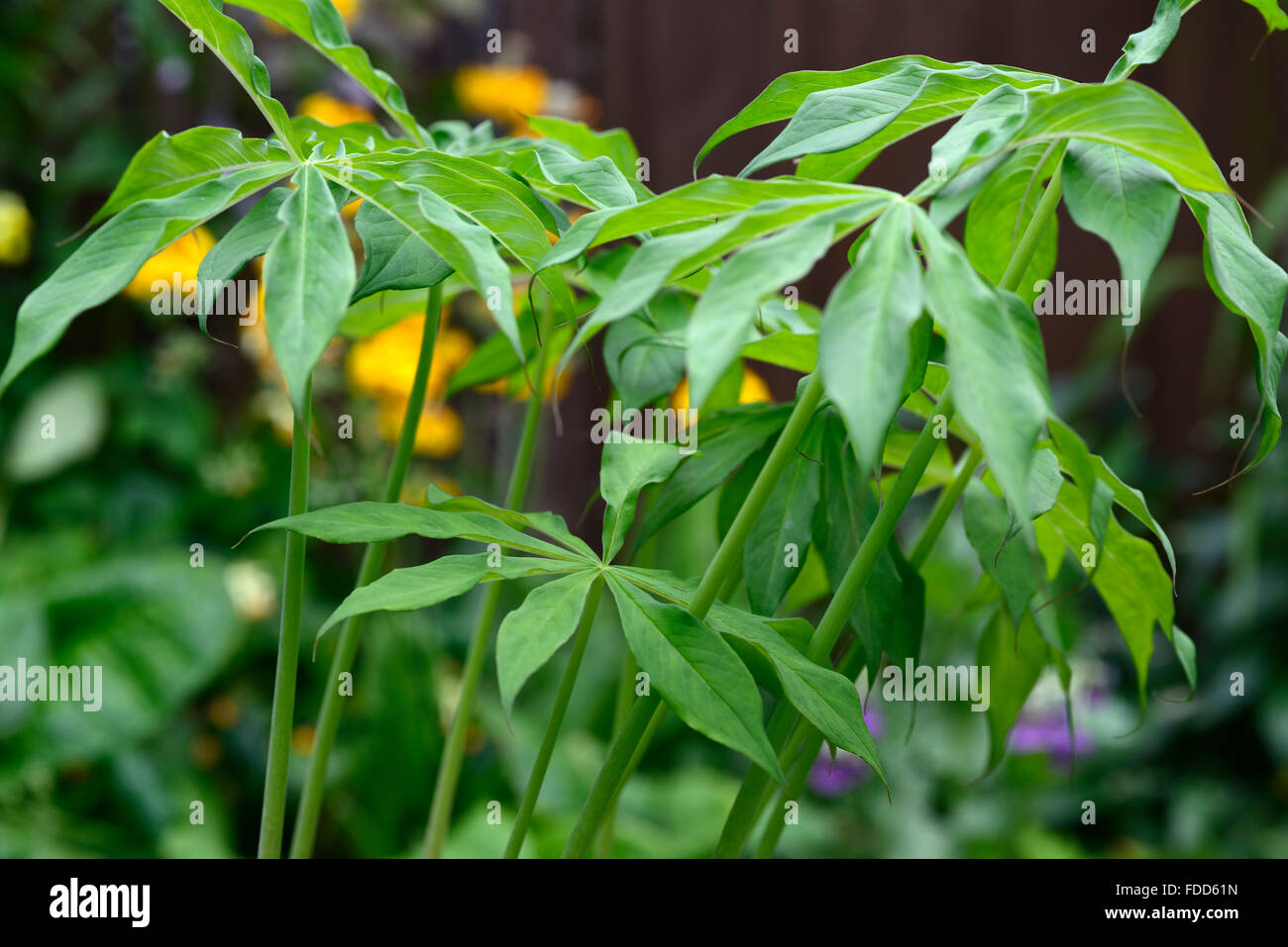 Arisaema Costatum Kobra Lilie Aroid verlässt Laub exotische Blume Blumen Blüte floral RM Stockfoto