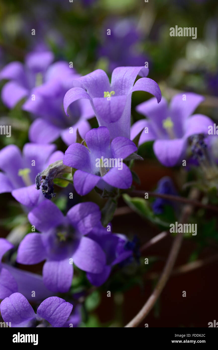 Campanula Lyrata blaue Blumen Blume Blüte Pflanze Campanulas Glockenform Glockenblume Zwerg RM Floral gestaltet Stockfoto