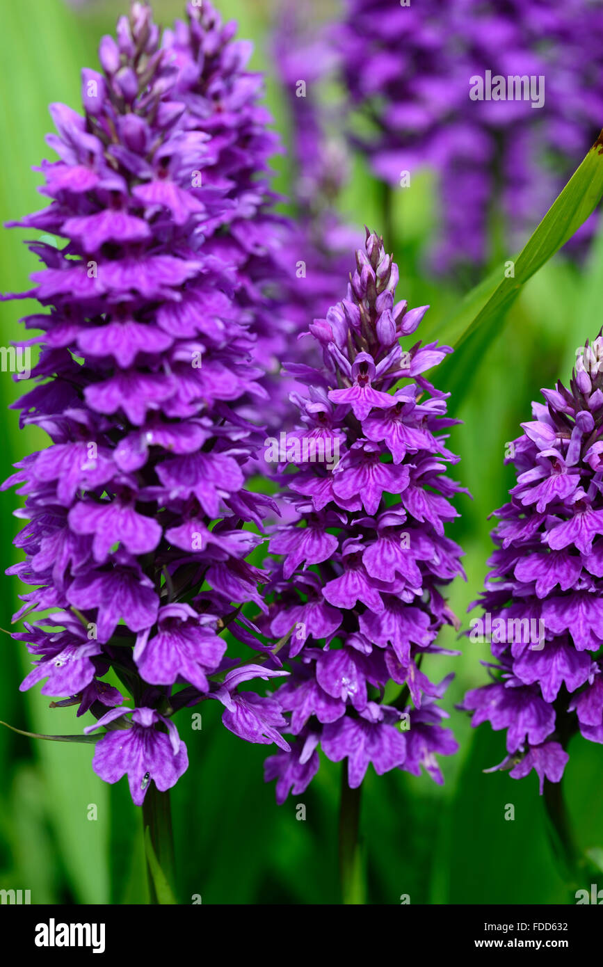 Dactylorhiza X braunii lila Blume Blumen grüne Laub Blätter Pflanzen Stauden Marsh Orchideen blühen terrestrischen Orchideen Stockfoto