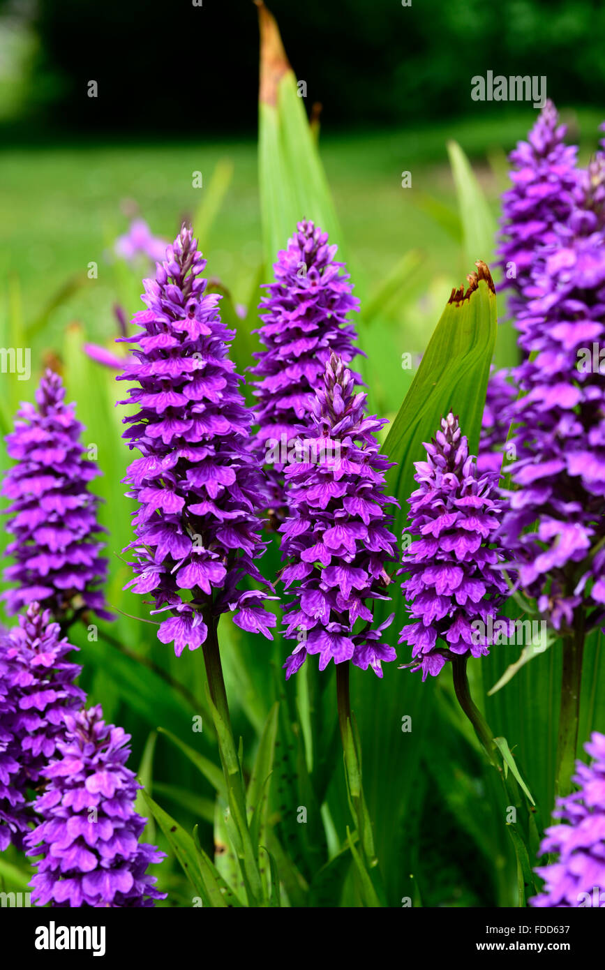 Dactylorhiza X braunii lila Blume Blumen grüne Laub Blätter Pflanzen Stauden Marsh Orchideen blühen terrestrischen Orchideen Stockfoto