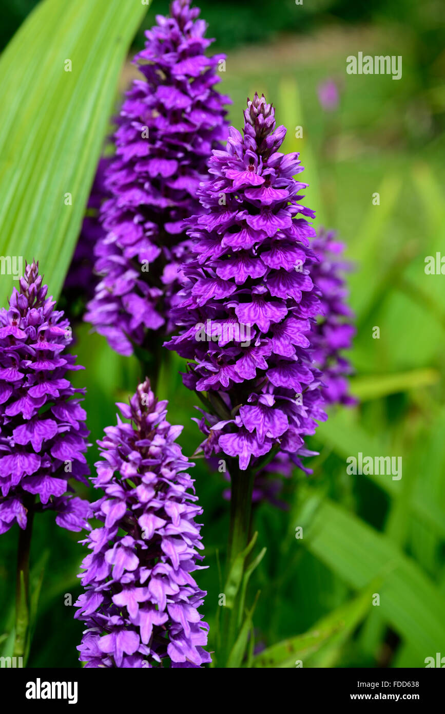 Dactylorhiza X braunii lila Blume Blumen grüne Laub Blätter Pflanzen Stauden Marsh Orchideen blühen terrestrischen Orchideen Stockfoto