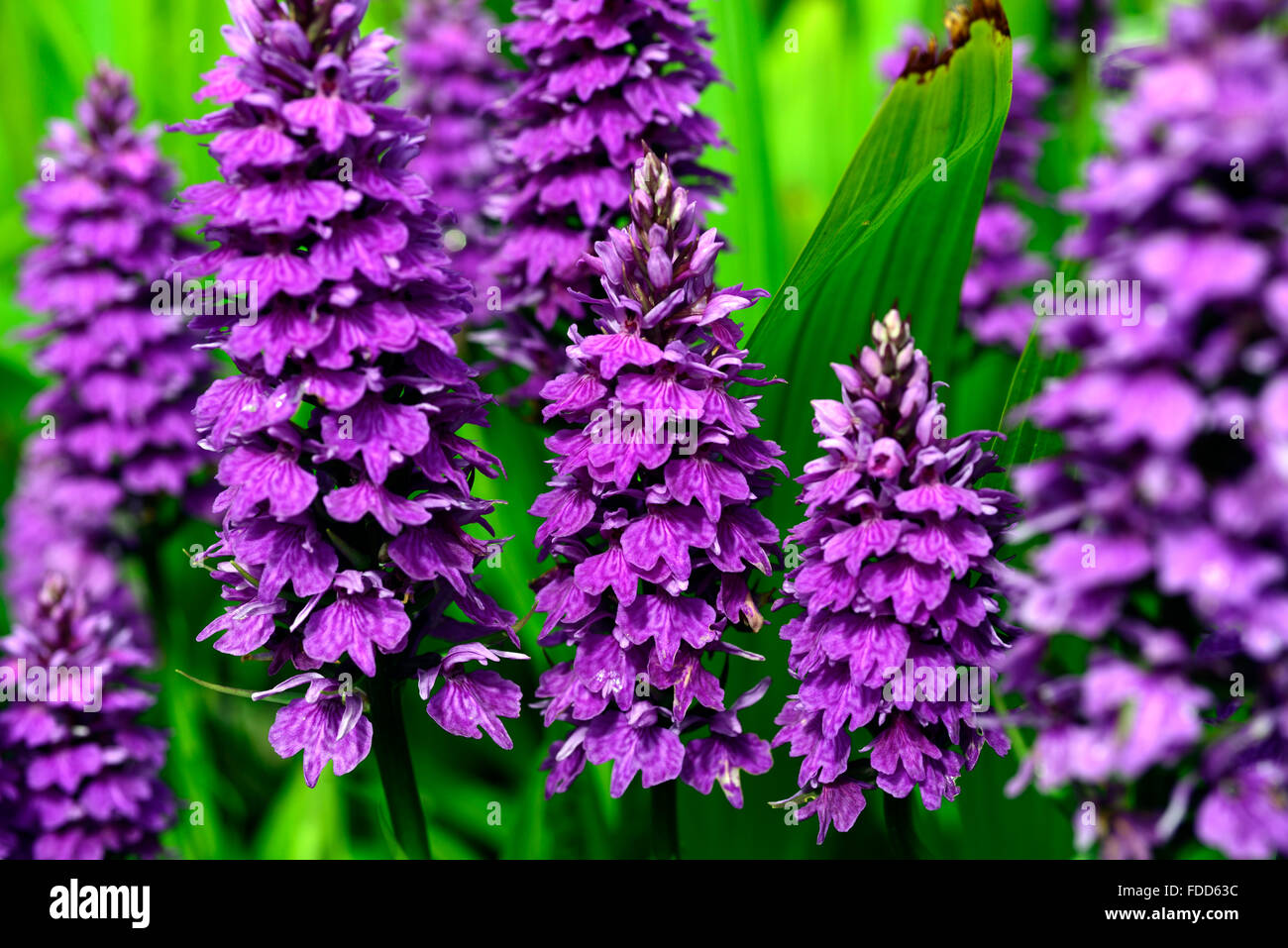 Dactylorhiza X braunii lila Blume Blumen grüne Laub Blätter Pflanzen Stauden Marsh Orchideen blühen terrestrischen Orchideen Stockfoto