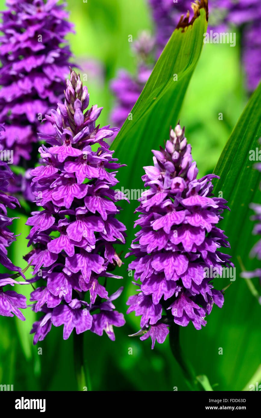 Dactylorhiza X braunii lila Blume Blumen grüne Laub Blätter Pflanzen Stauden Marsh Orchideen blühen terrestrischen Orchideen Stockfoto