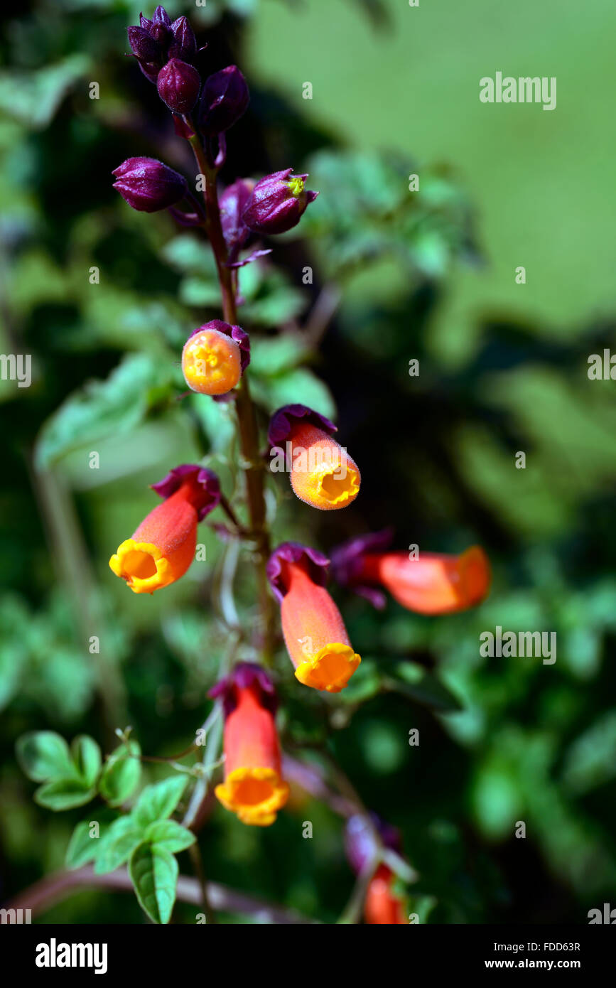 Eccremocarpus Scaber chilenischen Herrlichkeit Rebe orange Blumen blühen Bergsteiger Kletterer Klettern Pflanze Schlingpflanze Reben RM Floral Stockfoto