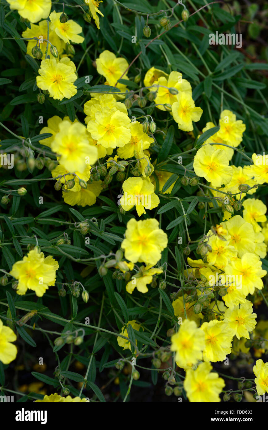 Helianthemum Nummularium Wisley Primel gelbe Blume Blumen Blüte