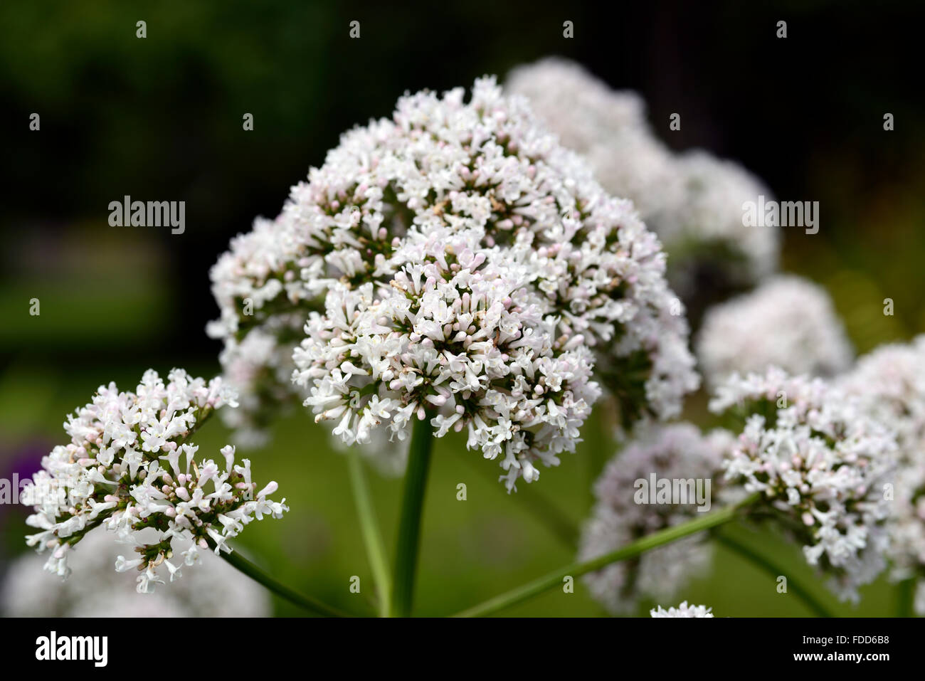 Valeriana Montana Mountain Zwerg Baldrian Valerians weiß rosa Blumen Blume mehrjährige Kräuter Kräuter RM Floral Stockfoto