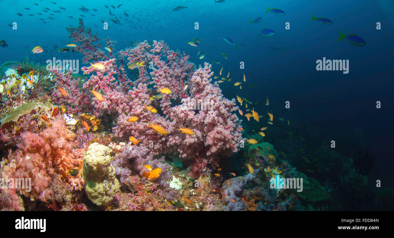 Coral reef Stockfoto