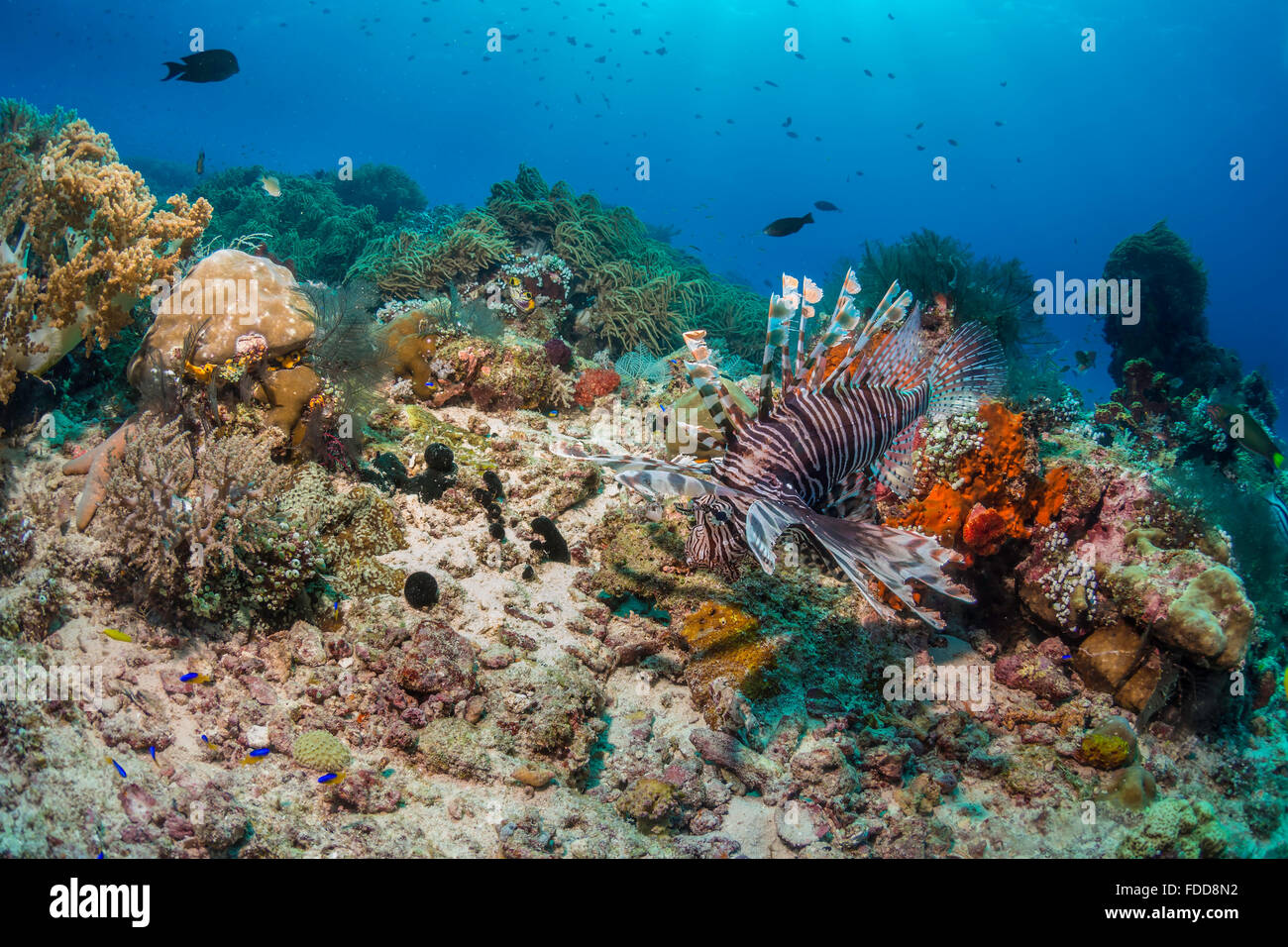 Feuerfische über eine Korallenfische Stockfoto
